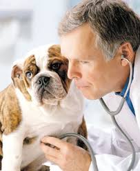 Veterinarias Veterinarias